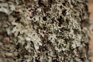 grey moss on a tree