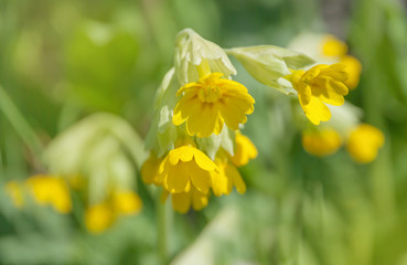 Yellow flowers of primrose close-up