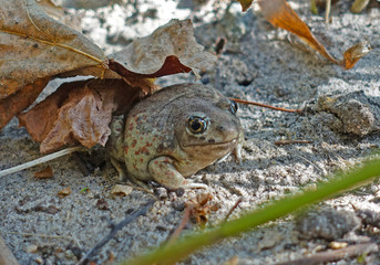 Common toad, sitting on the ground