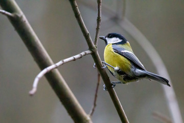 Tit sitting on a branch.
