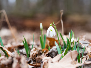 Spring Snowdrop flower (Galanthus)