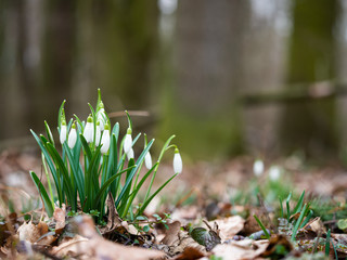 Spring Snowdrop flower (Galanthus)