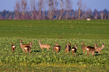 Roe deer in winter on snow-white fields.