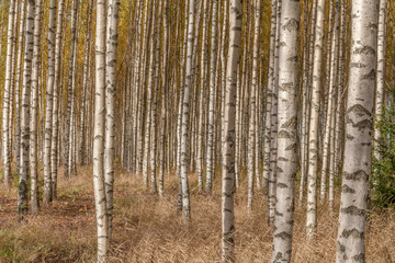 Naklejka premium Birch trees with fresh green leaves in autumn. Sweden, selective focus