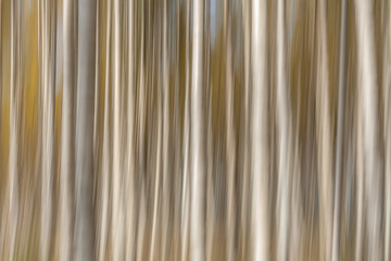 Birch trees on a bright sunny day. Abstract photo. Colorful textured background. long shutter speed., selective focus