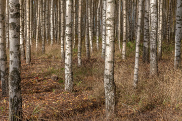 Birch trees with fresh green leaves in autumn. Sweden, selective focus