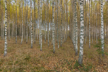 Birch trees with fresh green leaves in autumn. Sweden, selective focus