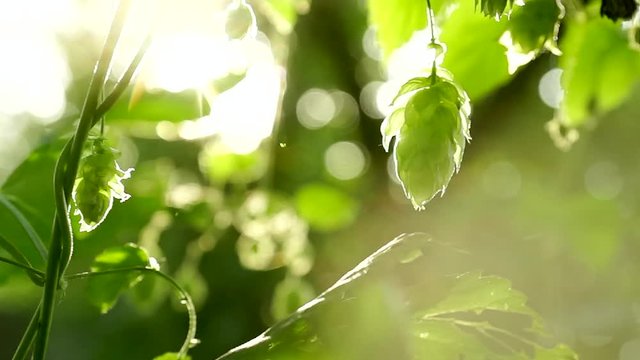 Growing green fresh hop cones for making beer and bread in a sun backlight closeup