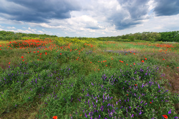 cloudy sky field of wild flowers / natural beauty near the city