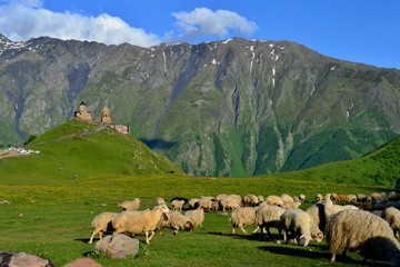 Fototapeta premium Beautiful church in the mountains near city Stepantsminda, Kazbegi, Georgia. Gergeti Trinity Church. Blue sky, white clouds, green grass, herd of sheep.