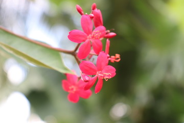 flowers