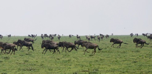 Naklejka na ściany i meble Wildebeest herd running in savannah during great migration, serengeti, Tanzania, Africa