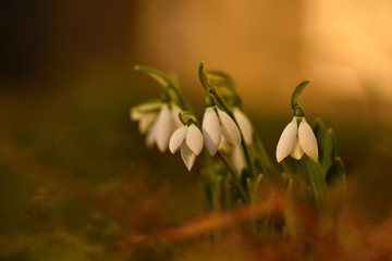 Snowdrops. First beautiful small white spring flowers in winter time. Colorful nature background at the sunset.  (Galanthus)