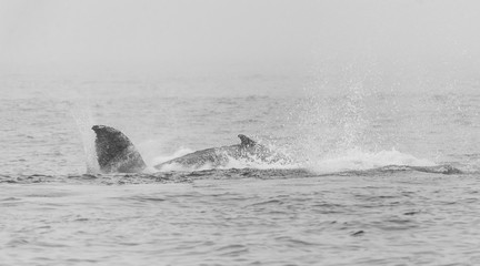 Fototapeta premium The Tail of a Humpback whale - Megaptera novaeangliae- emerging from the surface of the ocean, near Walvis Bay, Namibia.