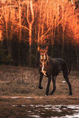big dog with a collar at sunset, against the background of a forest in winter