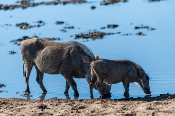 Closeup of a group of Common Warthogs - Phacochoerus africanus- near a waterhole of Etosha. Etosha National Park, Namibia.