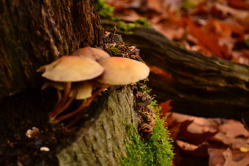 Mushroom im Wald