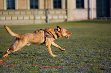 Fuchsroter Labrador Retriever in vollem Lauf