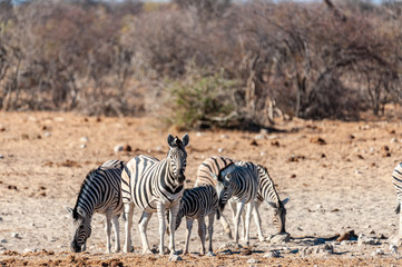 Obraz na płótnie Canvas Telephoto shot of a group of Burchell's Plains zebras -Equus quagga burchelli- standing on the plains of Etosha National Park, Namibia.
