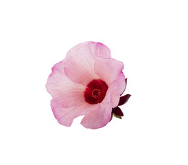 Roselle hibiscus on white background