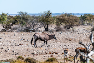 One Oryx - Oryx gazelle- crossing paths with a group of Impala in Etosha national park, Namibia