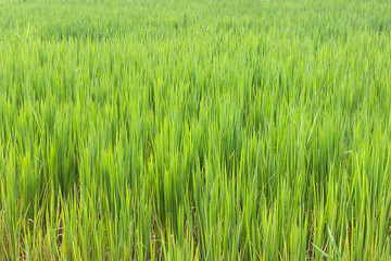 Green shoots of vegetation in a rice field. copy space background, texture suitable for advertising