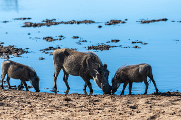 Closeup of a group of Common Warthogs - Phacochoerus africanus- near a waterhole of Etosha. Etosha National Park, Namibia.