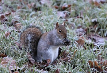 Naklejka na ściany i meble Squirrel eating nut on cold frosty morning