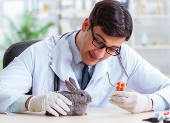 Scientist doing testing on animals rabbit