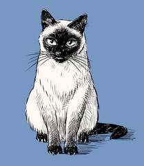 Vector image of sketch sitting thai cat on blue background