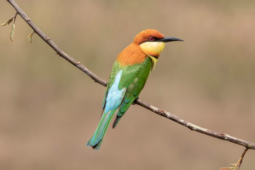 Chestnut-headed bee-eater (Merops leschenaulti) beautiful green with orange head lonely perching on stick in open grass field over blur fine background, fascinated animal