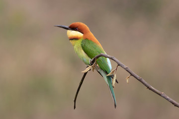 Chestnut-headed bee-eater (Merops leschenaulti) beautiful green with orange head lonely perching on stick in open grass field over blur fine background, fascinated animal