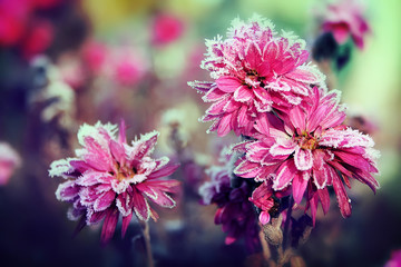 Pink chrysanthemum flowers covered with frost. The first frost. selective focus.