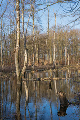 Obraz premium Flooded forest with reflections in the water