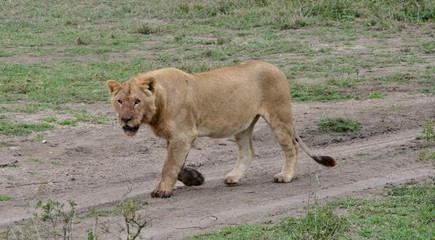 Fototapeta na wymiar Lion in savannah, Serengeti, Tanzania Africa