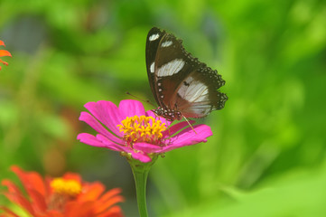 Butterfly on a flower.