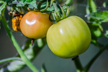 Green, immature fruits of tomato plants