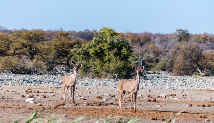A group of greater kudu -Tragelaphus strepsiceros- Walking nervously around a waterhole in Etosha...