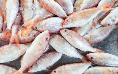 fresh fish red mullet on the market