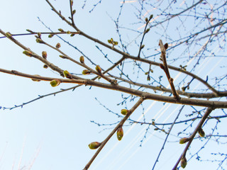 Fototapeta na wymiar Apricot tree buds close-up. Leaves bloom in spring on a tree.