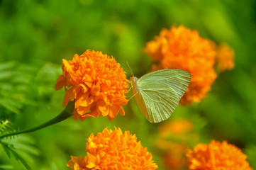 Yellow butterfly on flower