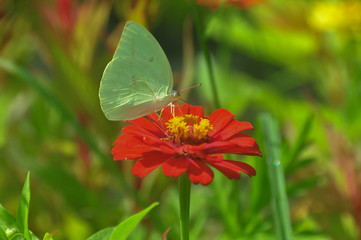  Brimstone butterfly on a blossom
