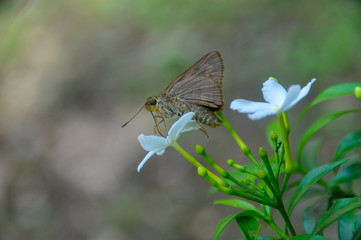 Skipper butterfly