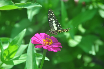 Butterfly in garden and flying on flowers