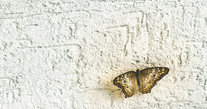 Brown colored butterfly on the wall of a residence.