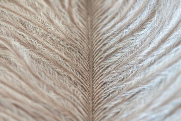 Vertical neutral ostrich birds feather