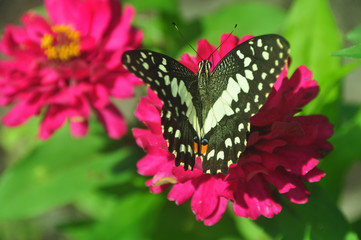 Butterfly in garden and flying on flowers