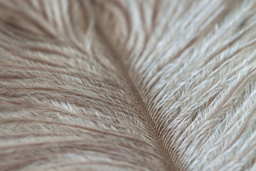 Calm tones ostrich birds soft feather hairs macro