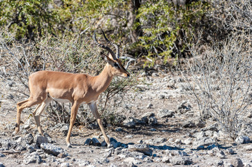 Naklejka premium Closeup of an Impala - Aepyceros melampus- grazing on the plains of Etosha National Park, Namibia.