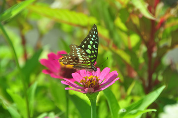Fototapeta na wymiar Common jay butterfly green garden